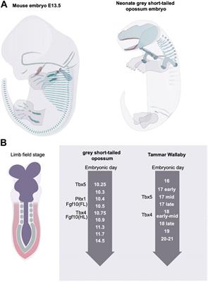 The role of timing in the development and evolution of the limb